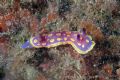 Chromodoris luteorosea